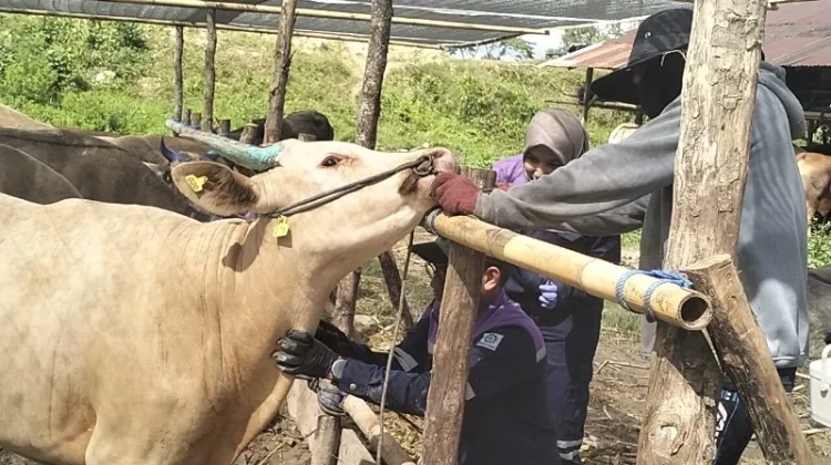 Karantina Waspadai Sapi Ilegal ke Tarakan, Kolaborasi Jadi Kunci Pengawasan