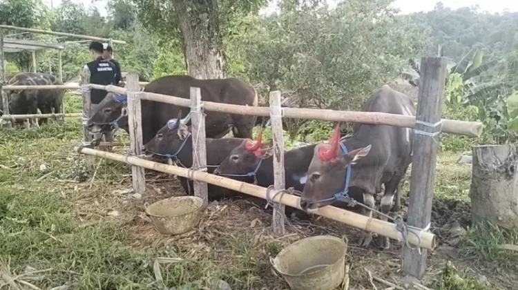Menlang Idul Adha, Pedagang Sapi di Tarakan Mulai Ramai Pembeli