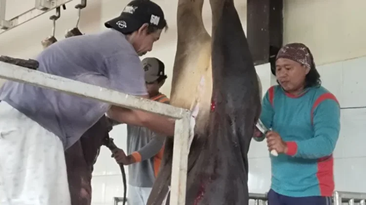 DKPP Tarakan Kerahkan 33 Petugas, Awasi Pemotongan Hewan Kurban