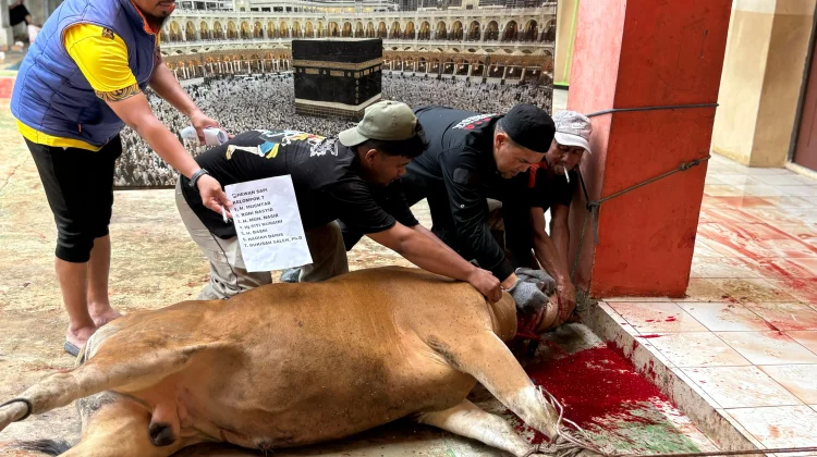 Berkurban Puluhan Sapi, Muhammadiyah Salurkan kepada Penerima Manfaat