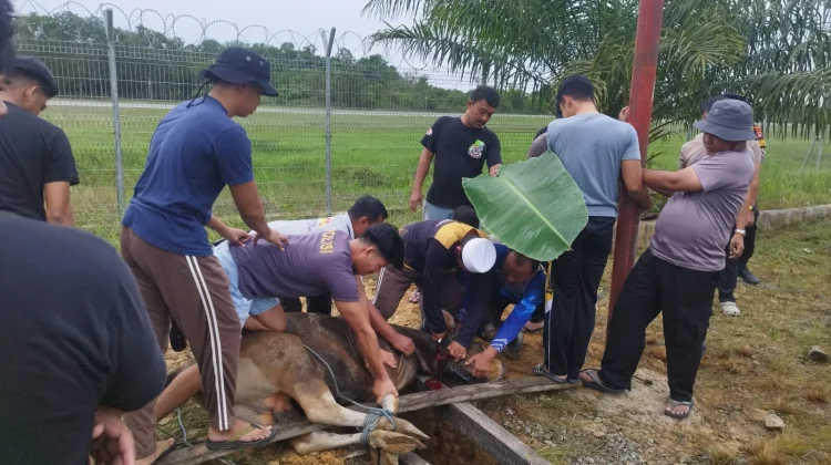 Perkuat Kepedulian Sosial, Polresta Bulungan Kurban 5 Sapi