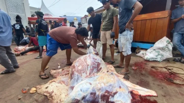 Sembelih 50 Sapi dan 8 Kambing, Terbesar Jenis Limosin 800 Kg