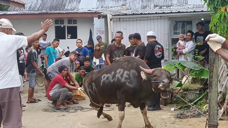 Idul Adha, Polres Tarakan Sembelih 11 Hewan Kurban