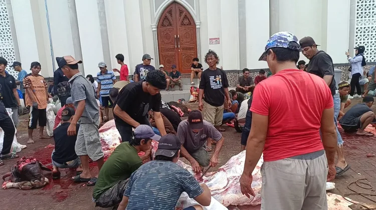 Masjid Nurhasan Sembelih 50 Sapi, Distribusi Daging tanpa Kupon