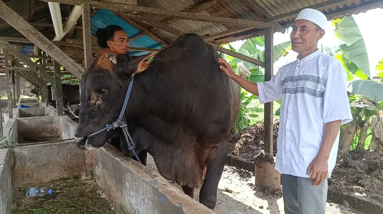 Pengusaha Sapi Tarakan jadi Korban Monopoli Pemasok, MoU tak Dilaksanakan