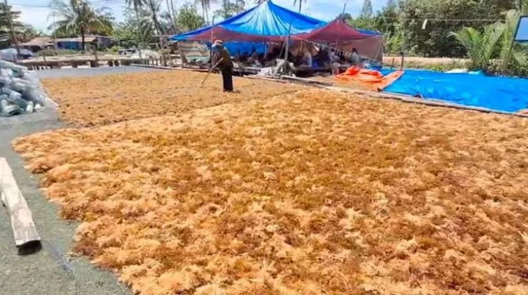 Produksi Rumput Laut Tarakan Menurun, Ini Penyebabnya