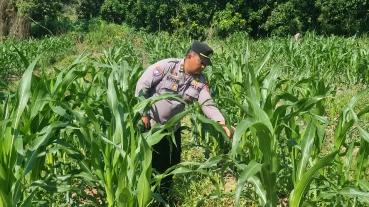 Monitoring Perkembangan Tanaman Jagung Poktani  Binaan Polres Tarakan