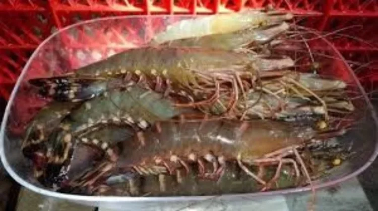 Harga Udang Windu Tarakan Stabil Berbulan-bulan, tapi Biaya Produksi Naik