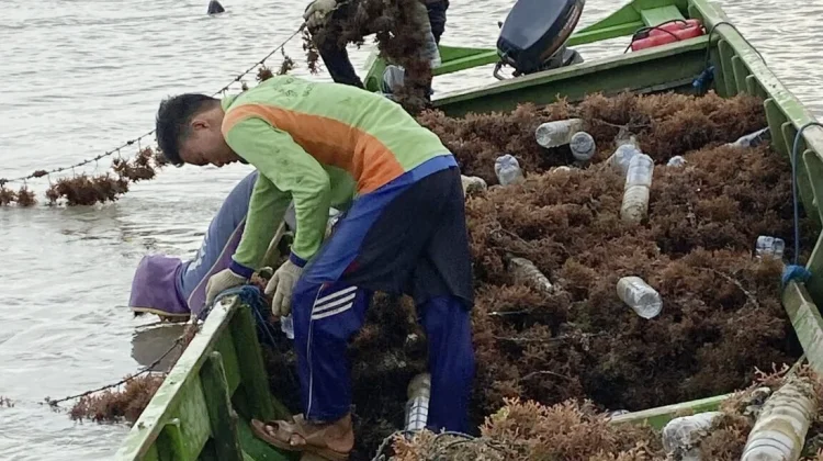 Cuaca Ekstrem, Petani Rumput Laut Diminta Tahan Tanam