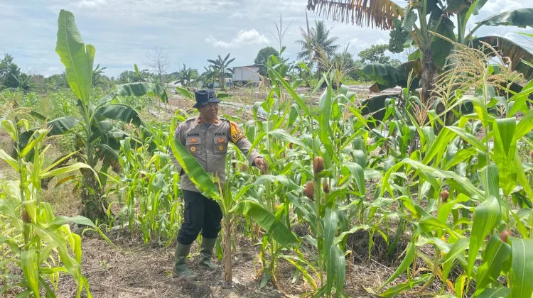 Polsek Tarakan Barat Bina Petani Jagung Hibrida