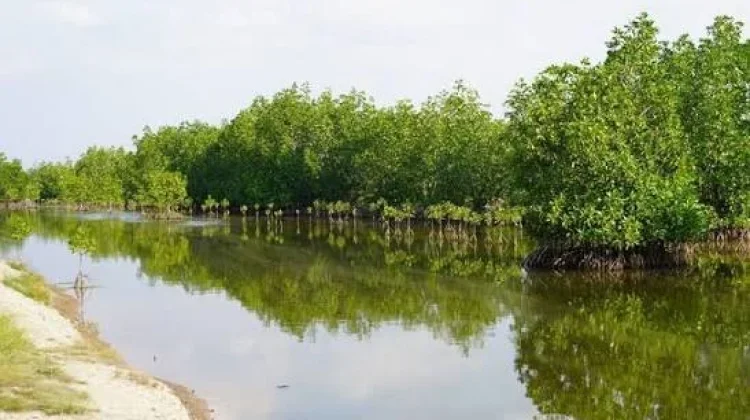 Pemprov Kaltara Ajak Semua Pihak Jaga Mangrove