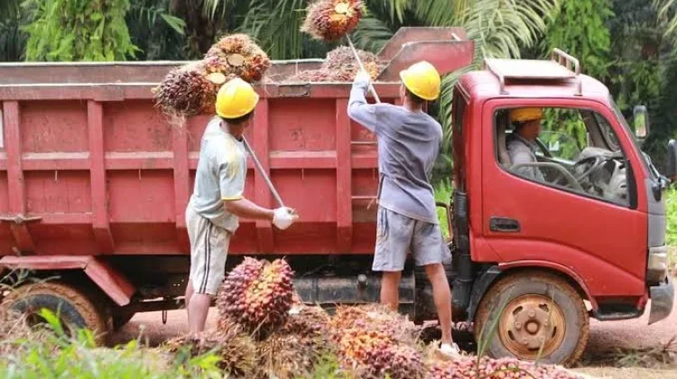 Pengangkutan Muatan Sawit Sesuai Dengan Ketentuan