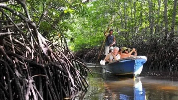 Lindungi Mangrove dan Perkuat Ekonomi Pesisir Melalui Pemanfaatan Karbon Biru