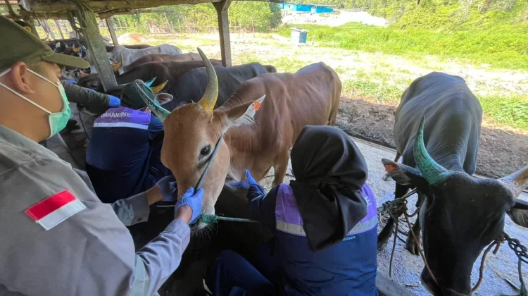 Belum Miliki IKH Ideal, Karantina Kaltara Ajukan Pembangunan di Tiga Daerah