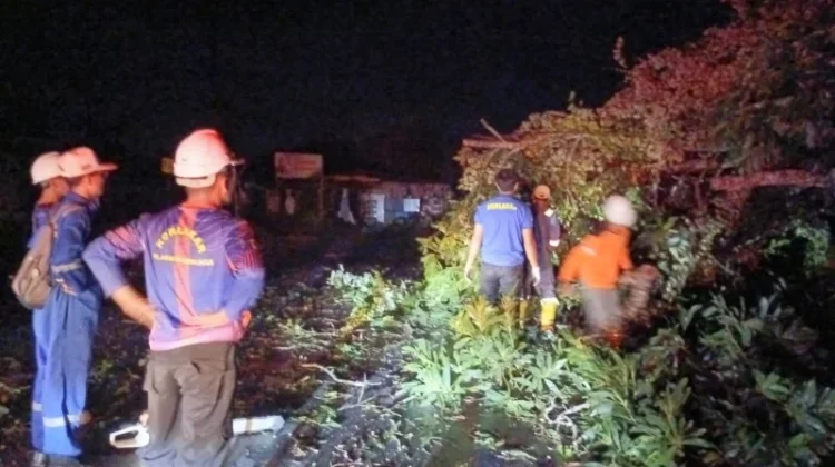 Cuaca Ekstrem Terjang Tarakan, Sebabkan Pohon Tumbang dan Atap Beterbangan