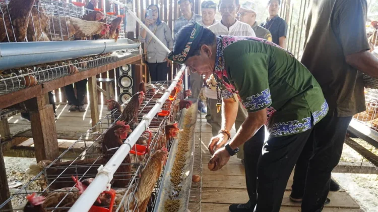 Panen Perdana Ayam Petelur Bukti Kaltara Perkuat Ketahanan Pangan