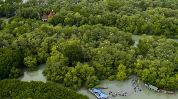Jaga Kawasan Hutan Mangrove lewat Forest Programme