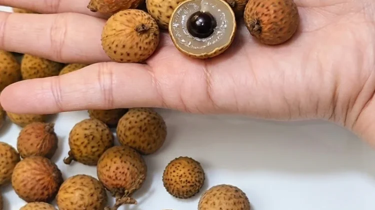Mata Kucing , Buah Kaya Nutrisi dan Vitamin C