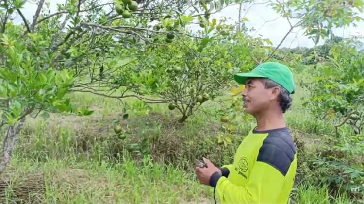 Potensi Desa Malinau Hilir Melalui Budidaya Buah Jeruk