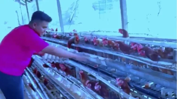 Usaha Ayam Petelur Berpeluang Besar di Malinau Hilir