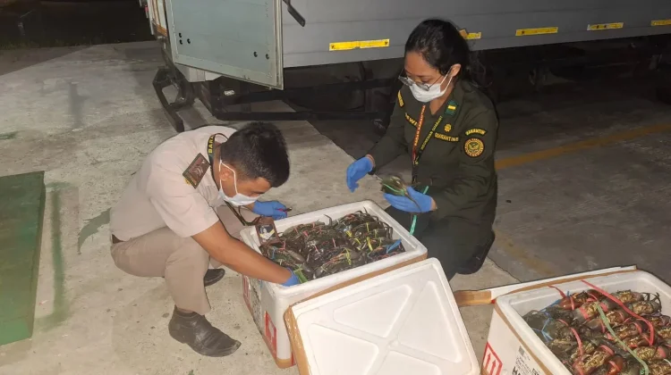 Ekspor Kepiting Berjalan, Data Populasi Kaltara Belum Terpetakan