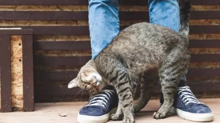 Alasan Kucing Suka Menggosokan Kepalanya ke Kaki Manusia