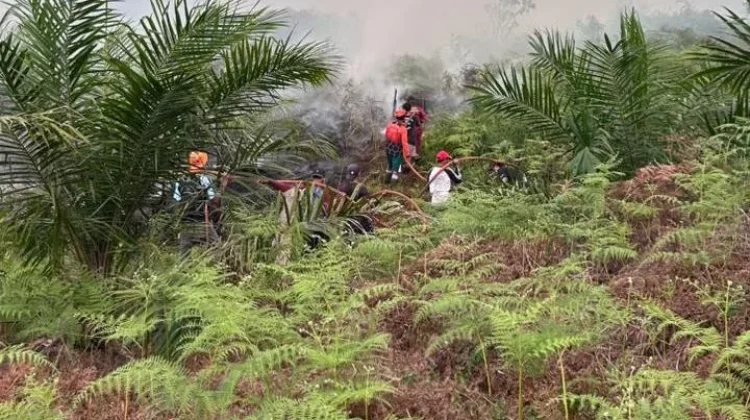 Asap Karhutla Kepung Kaltara, Kualitas Udara Menurun