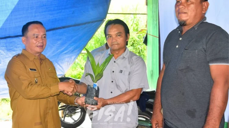 Produktivitas Sawit dan Kakao Bulungan Masih Rendah