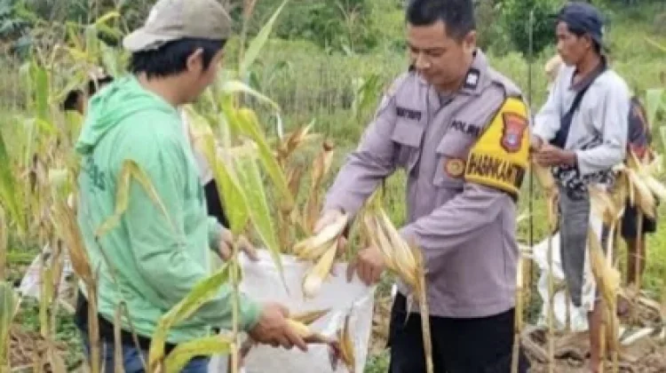 Serap Jagung Pipil Petani Lokal, tapi Minat Masih Rendah karena Harga