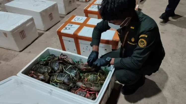 Dukung Sistem Satu Pintu Ekspor Kepiting, Desak Tertibkan Penyelundupan
