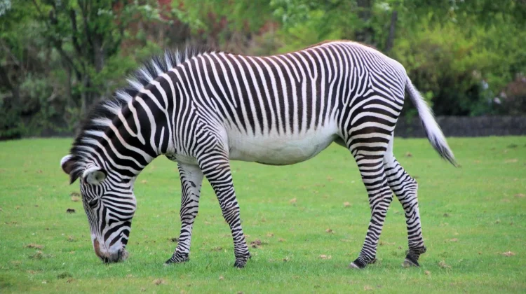 Motif Tubuh Zebra Punya Fungsi Biologis