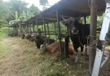 DPKP Kaltara Perketat Pengawasan dan Kesehatan Ternak Dari Luar Daerah