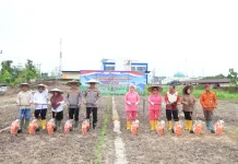 Tanam Jagung Serentak di Bumi Rahayu, Polda Kaltara Genjot Realisasi Lahan Pangan