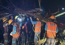 Pohon Tumbang Sebabkan Gangguan Sistem Kelistrikan di Tarakan