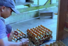 Bisnis Ayam Petelur Malinau Menjanjikan, Stok Selalu Ludes Terjual