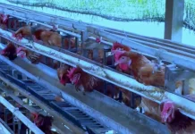 Peternak Ayam Malinau Keluhkan Masalah Pakan dan Kualitas Jagung