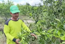 Sukses Ketahanan Pangan, Desa Malinau Hilir Kelola Kebun Jeruk Mandiri