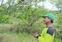 Kebun Jeruk Desa Malinau Hilir Jadi Pemasok Utama Bisnis Minuman di Malinau