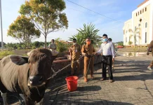 Jelang Idul Adha, Tarakan Buka Keran Datangkan Sapi Luar