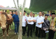 Efisiensi Anggaran, Sapi Kurban Pemkot Tarakan Berkurang