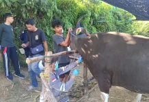 Pastikan Sehat, Ratusan Sampel Darah Sapi Kurban Diperiksa
