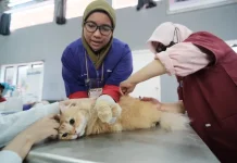 Cegah Rabies, Masyarakat Diminta Cek Kesehatan Hewan Peliharaan