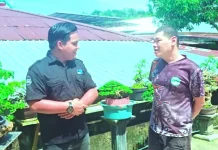 Manfaatkan Lahan Sempit, Hasilkan Cuan lewat Bisnis Bonsai