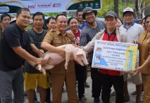 Pemkab Bulungan Bagi-bagi 345 Bibit Babi
