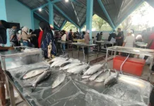 Bernilai Tinggi, 70 Persen Ikan Tangkapan Nelayan Kaltara di Ekspor