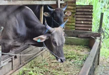 Penjualan Sapi kurban di Tarakan meningkat, Harga Bibit jadi Kendala Peternak