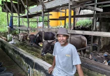 Peternak Keluhkan Lambatnya Respons Penanganan Medis