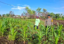 Polsek Tarakan Barat Lakukan Pendampingan Petani Jagung Hibrida
