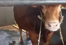 Sapi Limosin 1,5 Ton jadi Bantuan Kurban Presiden untuk Tarakan