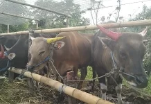 Karantina Kaltara Pastikan Pengawasan Hewan Kurban lewat TPP